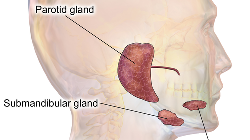 SalivaryGlands%DA%A9%DB%8C%D9%88%D8%A7%D9%86%20%D8%A7%D9%93%D9%82%D8%A7%D8%B2%D8%A7%D8%AF%D9%87.png